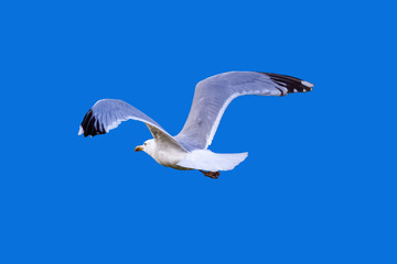 Seagull flying away wings spread isolate on blue background from behind