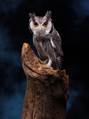 White Faced Owl against night sky