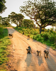 Pavianfamilie genie&szlig;t Sonnenuntergang