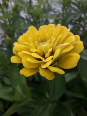  yellow gerbera