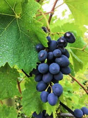 grapes on vine