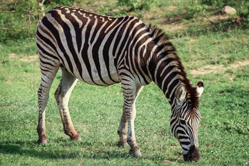 Fototapeta na wymiar Zebra beim grasen