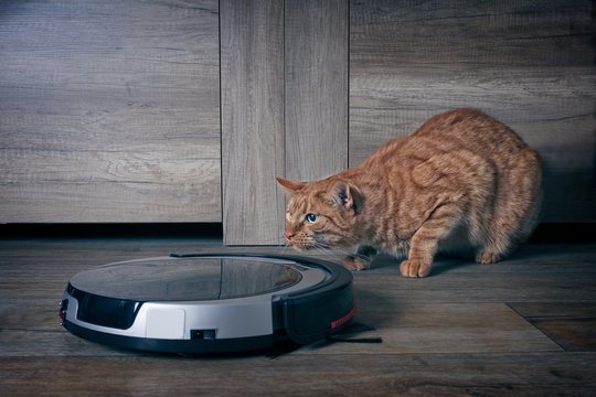 Funny ginger cat lurking  behind a robot vacuum cleaner 