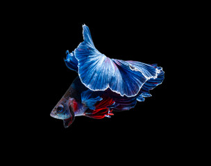 betta fish, fighting fish in movement isolated on black background.