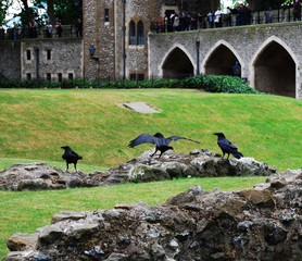Black Royal Crows in London's Tower, England