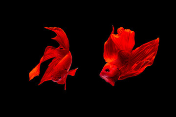 betta fish, fighting fish in movement isolated on black background.