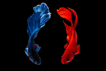 betta fish, fighting fish in movement isolated on black background.