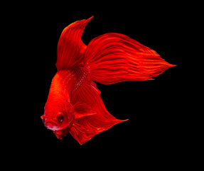 betta fish, fighting fish in movement isolated on black background.