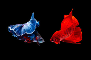 betta fish, fighting fish in movement isolated on black background.