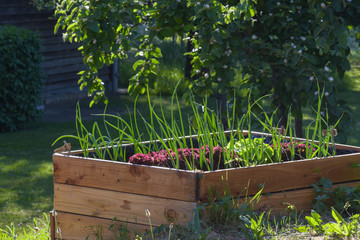 raised wooden bed with vegetable plants in a rural country garden, copy space