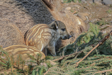 Bache mit Frischlingen junges Wildschwein