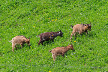 4 Zwergziegen auf Sommerweide