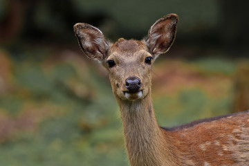Damwild aufmerksam schauend Nahaufnahme Blickkontakt