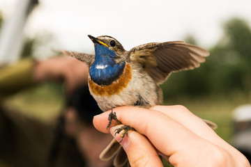 Bluethroat is ringed by an ornithologist, , Germany