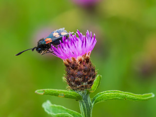 Burnet Moth on Knapweed