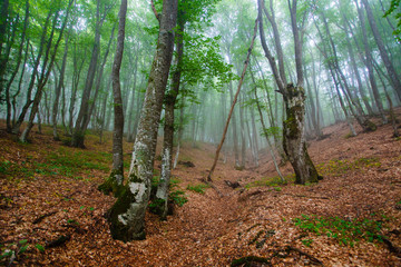 Dry foliage lying on ground in green park. Spring scenery