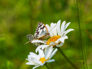 Marbled White Butterflies ( Melanargia galathea ) mating on a ox-eye daisy