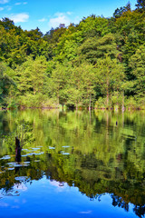 Trees are reflected in the blue forest lake.