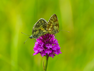 Marbled White Butterflies ( Melanargia galathea ) mating on a Pyramidal orchid