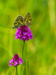 Marbled White Butterflies ( Melanargia galathea ) mating on a Pyramidal orchid