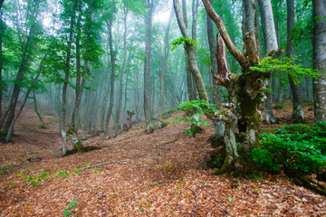 Green park covered with haze. Spring landscape