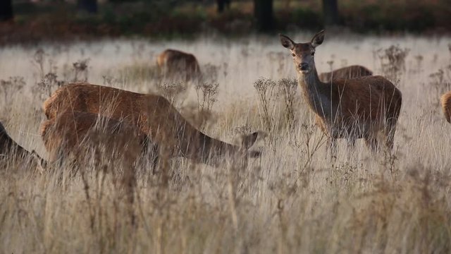 Red deer in Richmond Park during the rutting season.