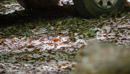 Yellowed Leaves in the Forest