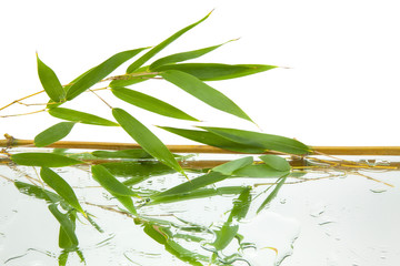 branches and green and fresh bamboo leaves reflected on mirror and water with white background, horizontal view
