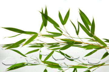 branches and green and fresh bamboo leaves reflected on mirror and water with white background, horizontal view
