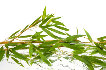 branches and green and fresh bamboo leaves reflected on mirror and water with white background, horizontal view