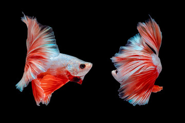 betta fish, fighting fish in movement isolated on black background.