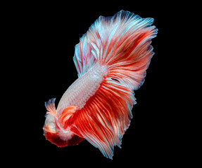 betta fish, fighting fish in movement isolated on black background.