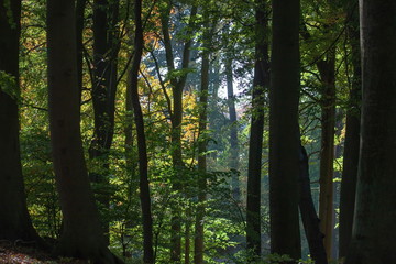 Bäume