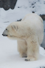 Obraz na płótnie Canvas A polar bear on a snow is a powerful northern animal.