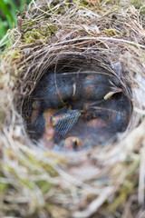 little birds in a bird nest