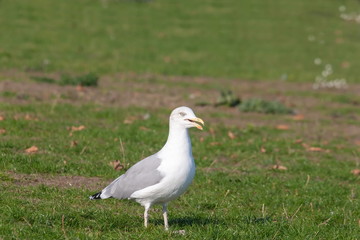 Sturmmöwe