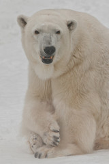 Fototapeta na wymiar A polar bear on a snow is a powerful northern animal.