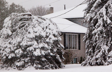 Falling Snow on Trees and House