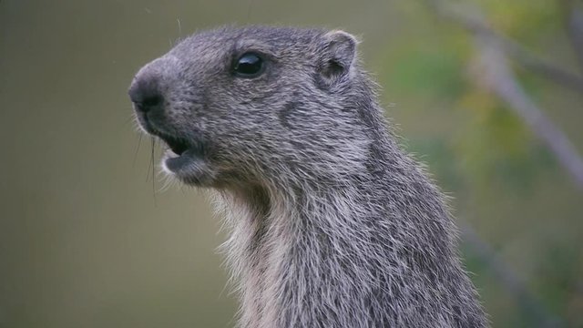 Screaming Marmot (Marmota marmota)