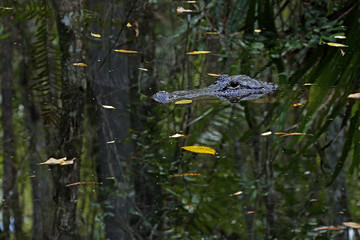 American Alligator in Fakahatchee Strand Preserve State Park, Florida