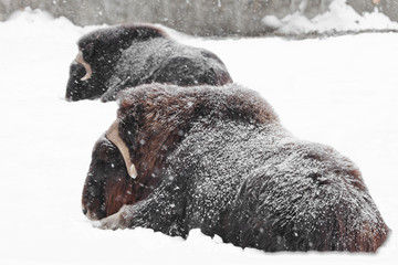 Powerful hairy musk oxen under heavy snowfall