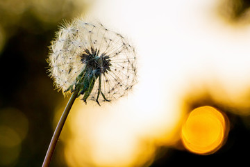 Dandelion with seeds against the sun in the evening_