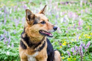 The dog sits in the forest on a lawn in the middle of spring flowers_