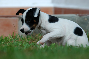 little jack russel puppy playing