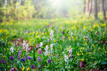 Fototapeta premium Spring flowers in the forest on the lawn. The sun's rays penetrate in the forest through the trees_