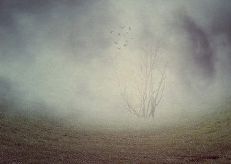 Creepy trees in the fog