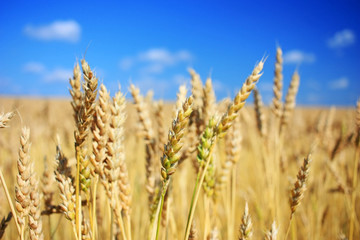 Fototapeta premium Ripe wheat ears in a field
