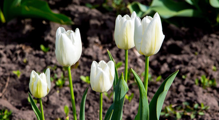 White tulips blossom in early spring. First spring flowers_