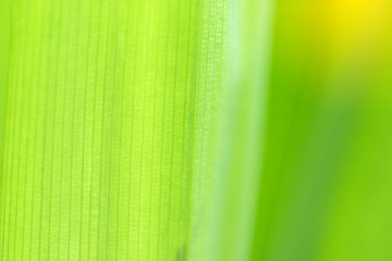 Closeup of nature leaves green blur. In the spring Under the morning light. Use as background and wallpapers.