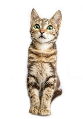 Obraz premium Grey striped cat isolated on white background